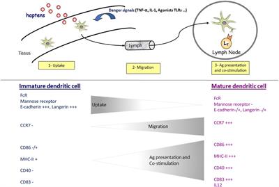 Models of Dendritic Cells to Assess Skin Sensitization